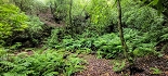 Plants: image 54 Of 208 Thumb